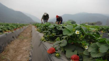 Productores de fresas en Argentina.