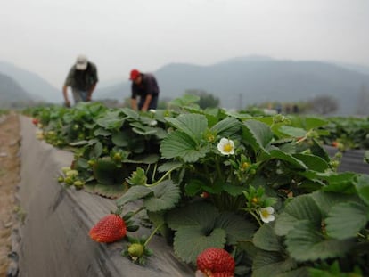 Productores de fresas en Argentina.