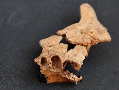 Presentación del descubrimiento de la cara del primer europeo, este viernes en el yacimiento de Atapuerca.