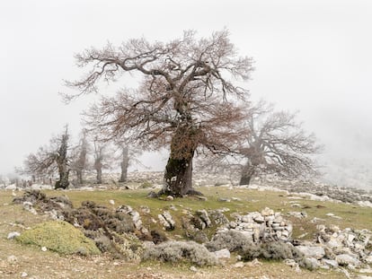 Quejigos de montaña, con sus troncos deformados por los años, la nieve y su uso histórico tradicional.