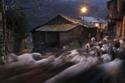 Rebaño de ovejas y cabras en Montes de Valdueza, en el Valle del Silencio (León).