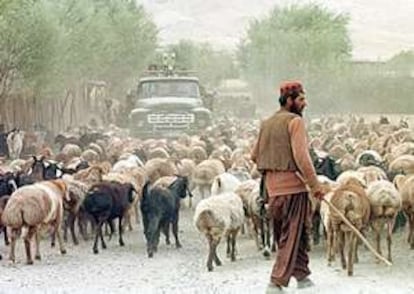 Una imagen curiosa, un camión de los talibanes con armamento antiaéreo tiene que pararse debido a un rebaño de cabras y ovejas a la entrada del valle de Panjshir, a 60 kilómetros de Kabul.
(REUTERS)