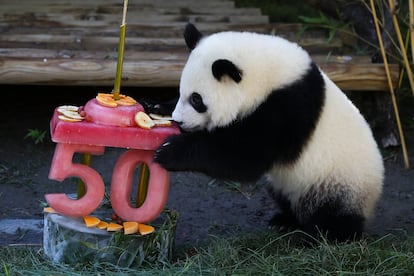 Uno de los gemelos de oso panda gigante con la tarta con la que se celebra su primer año de vida y los 50 del zoo.