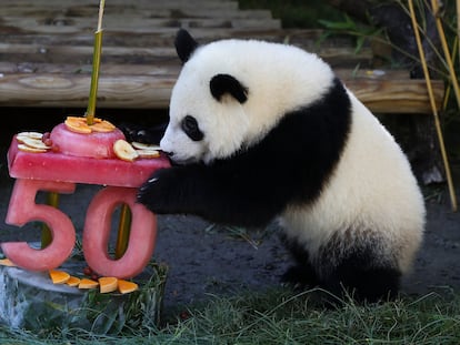 Uno de los gemelos de oso panda gigante con la tarta con la que se celebra su primer año de vida y los 50 del zoo.