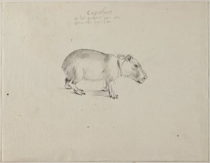 A exposição 'Animals in Brazil', do Rijksmuseum (Amsterdã), reúne 24 desenhos a cor pintados com guache ou aquarelas e dez esquemas em grafite, um mapa de parede e animais reais dissecados, que foram fornecidos por museus como o Louvre (Paris), o Boijmans Van Beuningen (Roterdã) e a Fundação Estudar (São Paulo). Na imagem, um desenho de uma capivara em grafite.