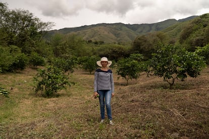 Adriana María España, de 35 años, se marchó a Bogotá con su pareja, Óscar Díaz Martínez, a buscar un futuro mejor para ellos y sus hijos, Brandon Esteban, de 12 años, y David Luis, de seis. Nunca imaginó que volvería y acabaría convirtiéndose en productora de limón Tahití. “Yo nunca había trabajado en una finca, pero si uno le pone ganas a las cosas y buena actitud, uno aporta y es útil”. En la imagen, posa en su finca.