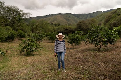 Adriana María España, de 35 años, se marchó a Bogotá con su pareja, Óscar Díaz Martínez, a buscar un futuro mejor para ellos y sus hijos, Brandon Esteban, de 12 años, y David Luis, de seis. Nunca imaginó que volvería y acabaría convirtiéndose en productora de limón Tahití. “Yo nunca había trabajado en una finca, pero si uno le pone ganas a las cosas y buena actitud, uno aporta y es útil”. En la imagen, posa en su finca. 