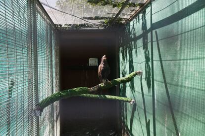 Un águila harris, en el Santuario CITES, que recibe a los animales rescatados del tráfico ilegal.
