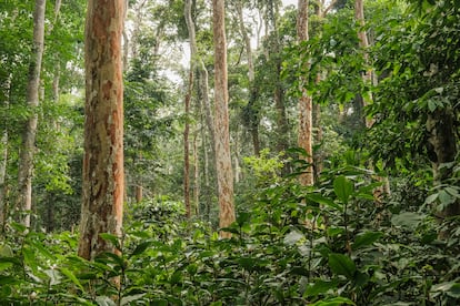 Ejemplares de afrormosia ('Pericopsis elata') en la Reserva de la Biosfera de Yangambi. Su madera es muy valorada en mercados internacionales por su belleza y enorme resistencia.