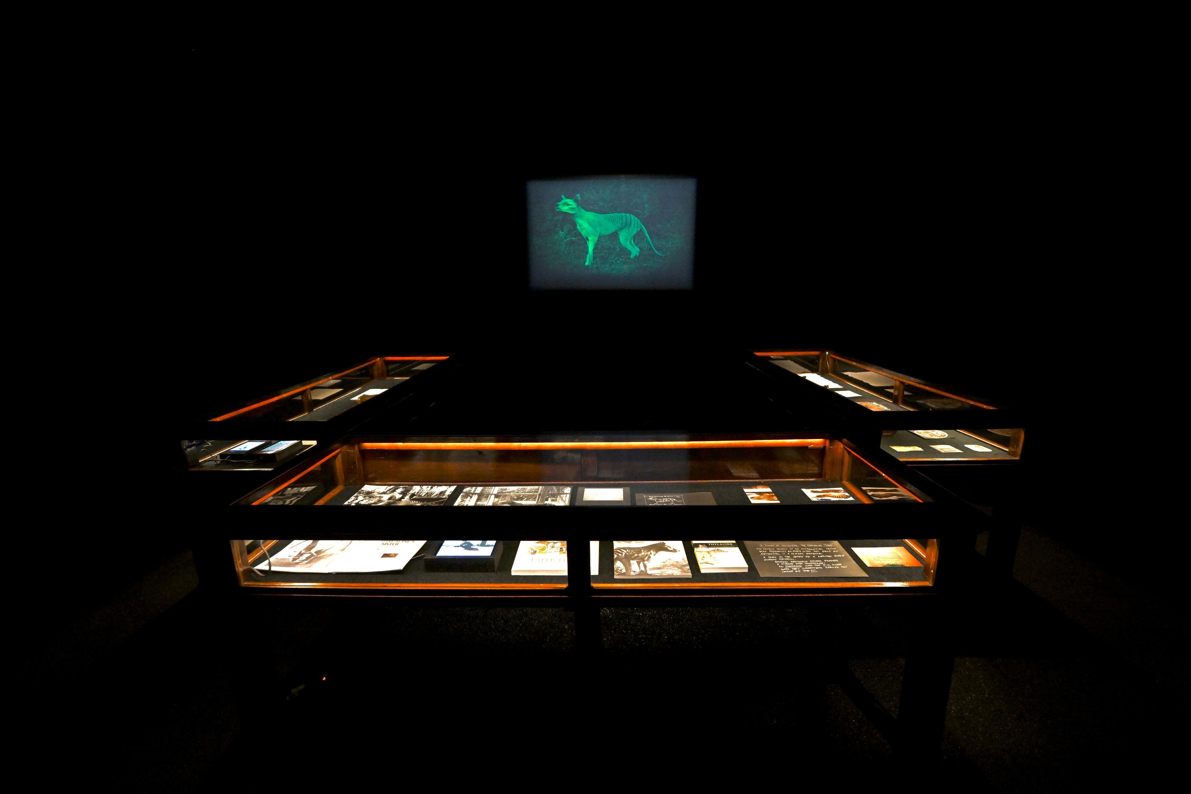 El ámbito del tigre de Tasmania en la exposición 'Animales invisibles'