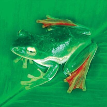La rana voladora 'Rhacophorus suffry'