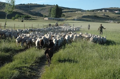 Pastores con un rebaño de ovejas. / JUNTA DE ANDALUCÍA