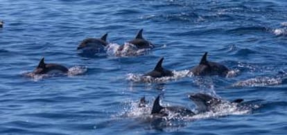 Un grupo de delfines en aguas de La Gomera.