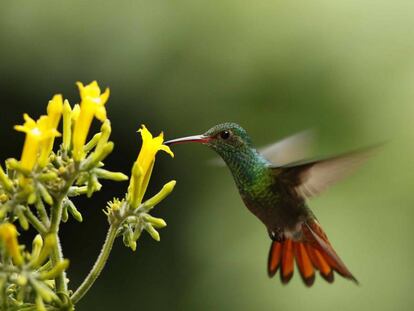 Un colibrí busca miel en la zona de Guápiles, al este de San José (Costa Rica).