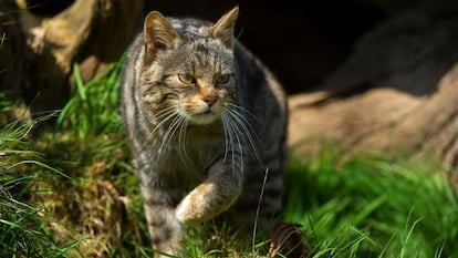 Un gato montés se desplaza cautelosamente en un paraje de Cataluña.