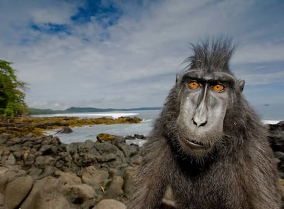 Imagen ganadora en la categoría de Retratos de Animales. El fotógrafo italiano Unterthiner siguió durante semanas a un grupo de macacos de cresta negra en la isla de Sulawesi, en Indonesia. Un joven macho, al que apodó 'Buscalíos' cobró cierto interés en él. Si expresión era "parte de juego, parte de desafío, parte deseo de atención y parte de curiosidad", relató Unterthiner.