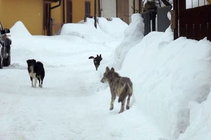 Un lobo merodea en las calles de la ciudad de Trasacco, en Italia.