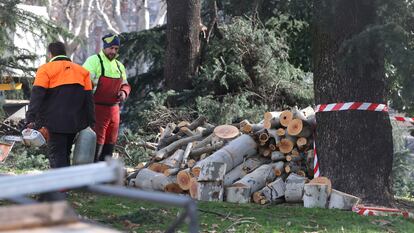 Tala de árboles en los Jardines de Jimena Quirós en Madrid, por las obras de ampliación de la L11, el pasado 22 de enero.