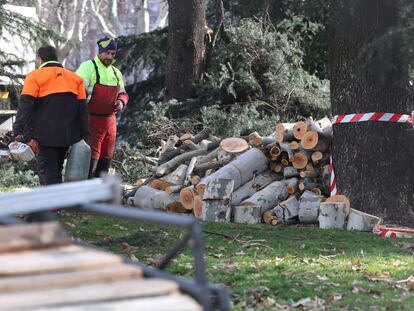 Tala de árboles en los Jardines de Jimena Quirós en Madrid, por las obras de ampliación de la L11, el pasado 22 de enero.