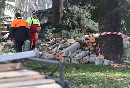 Tala de árboles en los Jardines de Jimena Quirós en Madrid, por las obras de ampliación de la L11, el pasado 22 de enero.