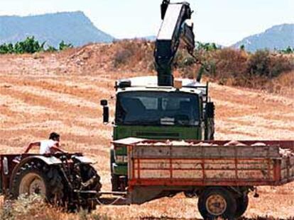 Un tractor transporta cerdos sacrificados en una granja de la localidad valenciana de Alpuente.
