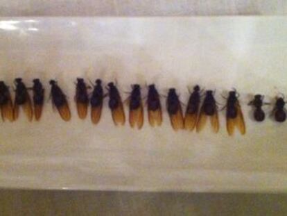 Entrante de la cena de inauguración de Madrid Fusión, en el Casino de Madrid: hormigas preñadas.