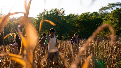 Pablo Rivera, un paciente con insuficiencia renal, cosecha maíz en el campo de su familia junto a su mujer y sus dos hijas pequeñas en Hule Chacho, El Salvador, el 22 de enero de 2026.