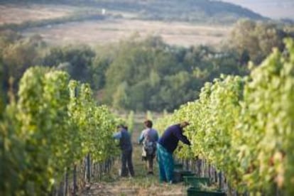 Trabajadores recolectan uvas en un viñedo. EFE/Archivo