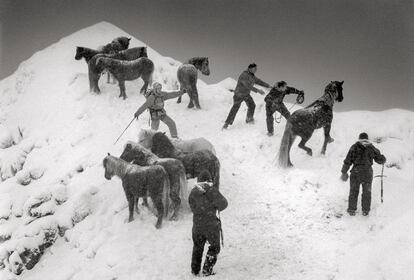 Rescate de una manada de caballos
durante un temporal en Skardsheidi,
Islandia, en 1995.
