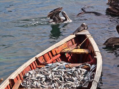 Barco pesquero rodeado de pelícanos en el Puerto de Antofagasta, Chile.