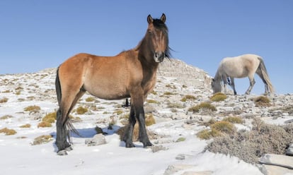 Dos de los caballos que viven en libertad en la Majada del Arce.
