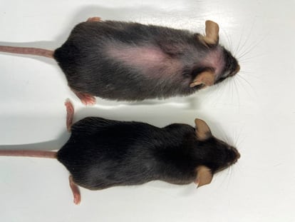 Inyección alarga la vida en ratones