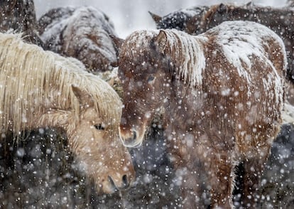 Caballos durante una tormenta de nieve en un criadero de Wehrheim cerca de Fráncfort (Alemania).