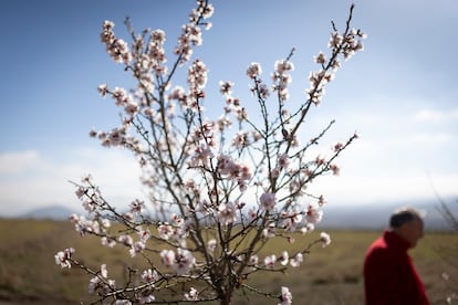 Almendro en flor en la finca Puerto Viejo, cerca de Chirivel (Almería).