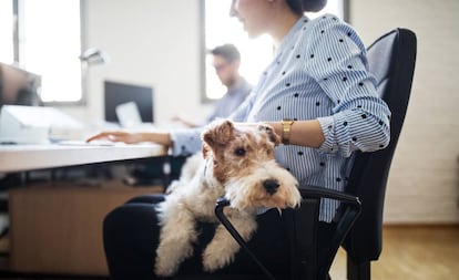 Una trabajadora en la oficina con su perro.