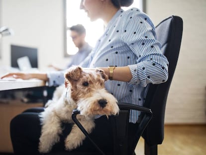 Una trabajadora en la oficina con su perro. 