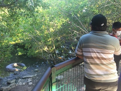 Visitantes observan un cocodrilo en un mirador en Tampico.