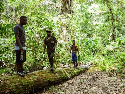 Pigmeos baka en la selva de la reserva de la biosfera de Dja, en Camerún.
