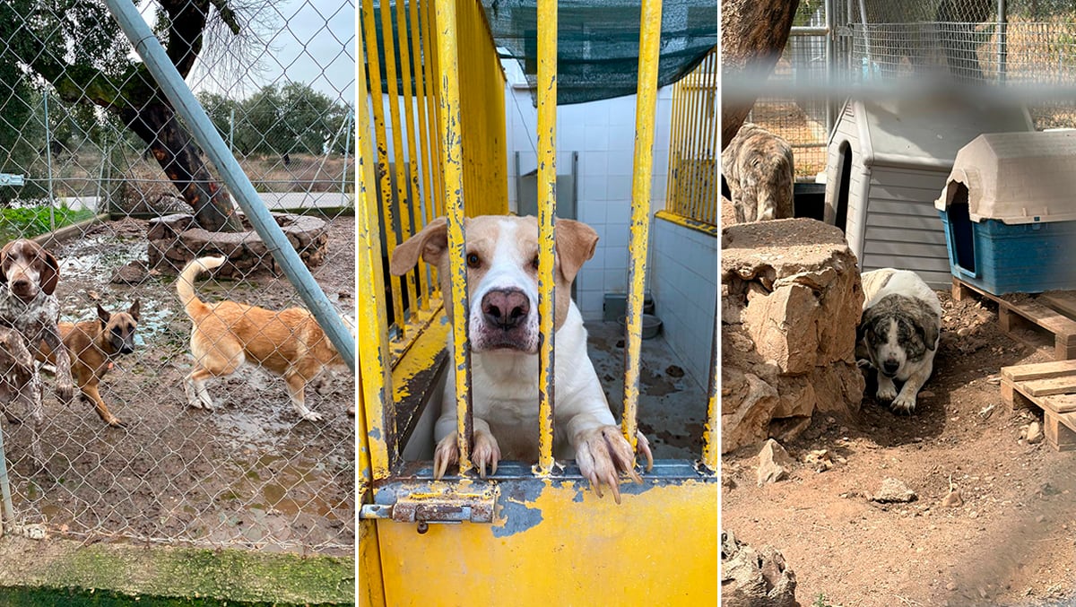 Colectivos animalistas y partidos denuncian graves deficiencias en la protectora municipal de Badajoz