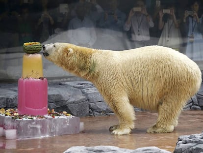 El oso polar Inuka en el zoológico de Singapur el 16 de diciembre de 2015.