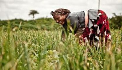 La agricultora etíope Keleme Werk, cuya historia se incluye en el discolibro 'Avanzadoras'.