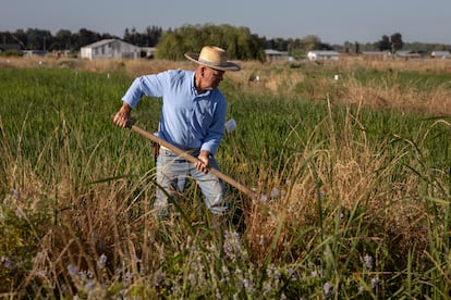 Un trabajador realiza la limpieza de maleza en un campo de cultivo de arroz en la comuna de San Carlos, en la Región de Ñuble