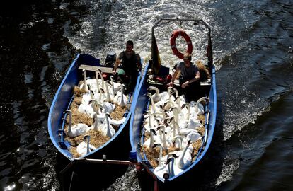Dos botes transportan un grupo de cisnes tras ser capturados en el lago Alster, Hamburgo (Alemania).