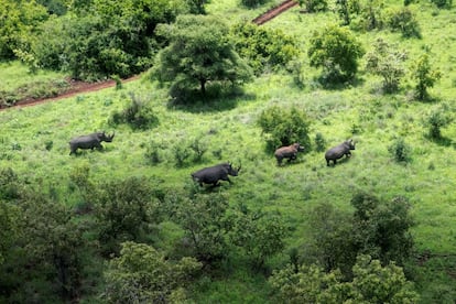 Seguimiento de rinocerontes por helicóptero en el Parque Nacional de Meru (Kenia).