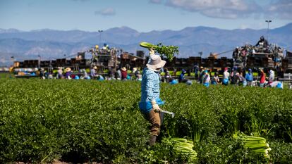 Trabajadores migrantes trabajan en un campo en Oxnard (California), en marzo de 2020.