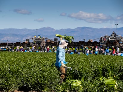 Trabajadores migrantes trabajan en un campo en Oxnard (California), en marzo de 2020.