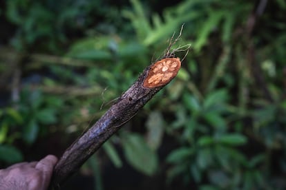 Corte diagonal del bejuco del yag que crece silvestre, sin cultivar, en territorio Cofn.