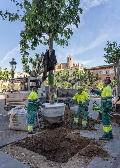 Plaza Mercadal, en Balaguer, donde se lleva a cabo el programa de replantantación de árboles de Ecoembes.