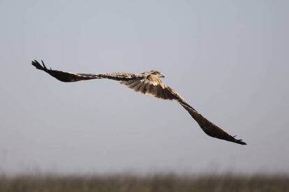 El águila imperial ibérica (Aquila adalberti) es muy difícil de criar en cautividad.