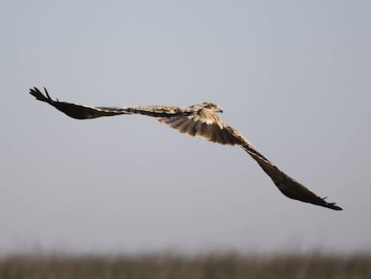 El águila imperial ibérica (Aquila adalberti) es muy difícil de criar en cautividad.